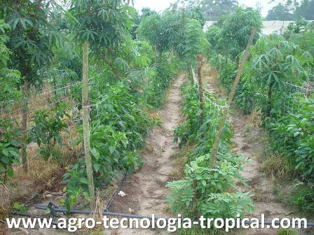 Sombra de la yuca sobre cultivo de pimentón